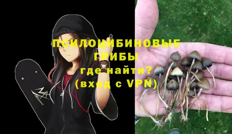 Галлюциногенные грибы Psilocybe  Пыталово 